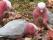 Galahs_1014_761.jpg (0.118 MB)